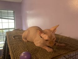 Sphynx Hairless Red Male