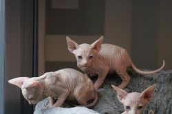 Sphynx Kittens For New Homes