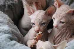Male and Female Sphynx available