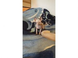 Blue point Sphynx looking for forever Loving home