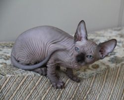 Very Affectionate Male and Female Sphynx Kittens