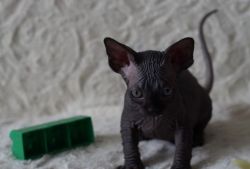 Elegant Black Purebred Canadian Sphynx Kittens