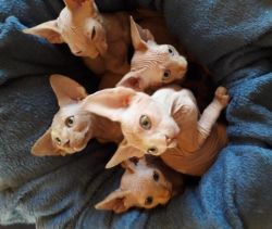 All ready to go pure Sphinx kittens