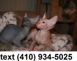 Adorable sphynx kittens for sale