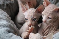 Active Registered Gorgeous Sphynx Kittens