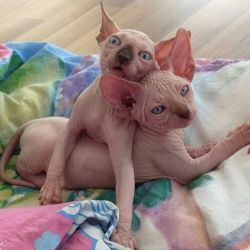 Beautiful Sphynx Kittens for Adoption