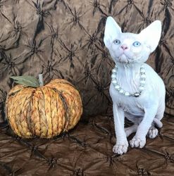 Blue eyes babies, male and female Sphynx Kittens available now.