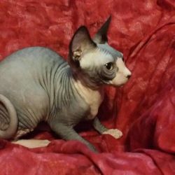 I have one very lovely Sphynx girl for sale