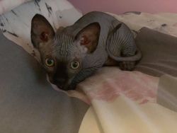 little sphynx girl looking a loving home