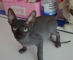 Blue eyes babies, male and female Sphynx Kittens