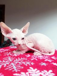 This stunning boy Sphynx kitten is available