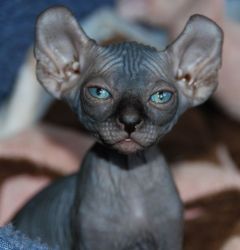 Passionate Male and Female Sphynx Kittens
