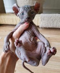 Fashionable Male and Female Sphynx Kittens