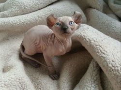 Beautiful Male and Female Sphynx Kittens