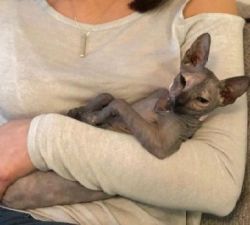 Male and Female Sphynx kittens for Sale
