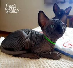 Extremely Affectionate Canadian Sphynx Kittens