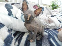 cream blue eyed Canadian Sphynx is looking for a loving home.