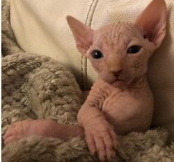 Stunning Sphynx Available Girl and 1 white Boy