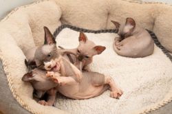 Delighted Males and Females Sphynx Kittens