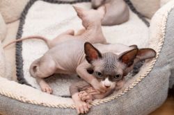 Incredible Grey Colour Canadian Sphynx Kittens