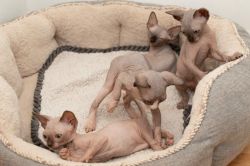 amazing Canadian Blue Sphynx, TICA and GCCF Registered