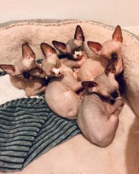 Extremely Socialized and Playful Sphynx Kittens