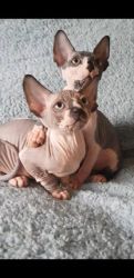 Very Active Wrinkly Strong and Healthy Sphynx Kittens