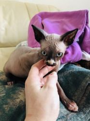 Beautiful Blue Point Pure Canadian Sphynx Kittens