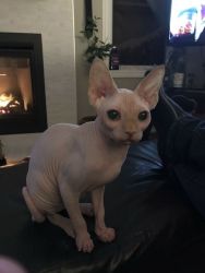 Male and Female Seal Point Sphynx Kittens