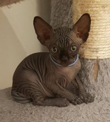 Five Adorable Canadian Sphynx Kittens Ready