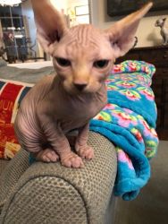 Solid Black and Grey Tica Active Female Sphynx
