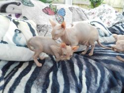 Male and female sphynx kittens for sale