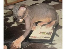 3 sphynx kittens looking for their forever home