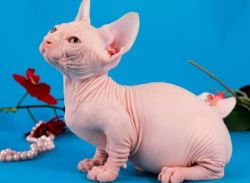 Very cute hairless Sphynx kittens with blue eyes for sale