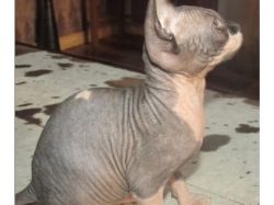 Absolutely stunning and Beautiful purebred hairless Sphynx kittens