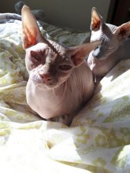 Healthy Cute Male and Female Sphynx Kittens