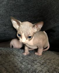 Fully Vaccinated Male and Female Sphynx Kittens