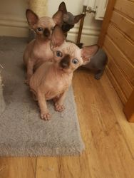 Affectionate Male and Female Sphynx Kittens