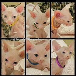 Bambino kitten's #hairless kitten's #sphinxcat #xxxxxxxxxxxxxxxx.xxx