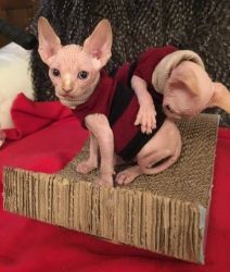 Beautiful Sphynx Kitten Available For Sale