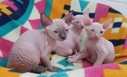 Three beautiful Don Sphynx kittens
