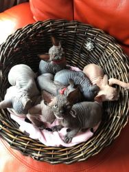 exceptionally unique Sphynx kittens