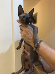 Microchipped and TICA registered sphynx kittens