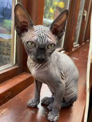 Simply Adorable Sphynx Kitten for Your Loving Home!