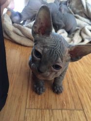 Don Sphynx Kittens With Blue Eyes