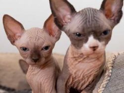 Sphynx Cats For Sale