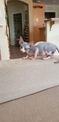 Sphynx and bambino kittens available