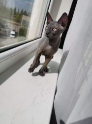 Stunning 3 months Canadian Sphynx Male and Female