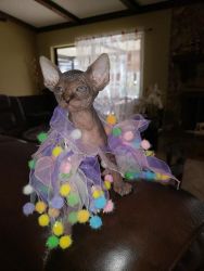 Unique Personality SPhynx Kittens
