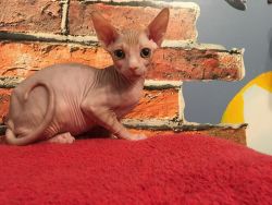 Health and Quality Guaranteed Sphynx Kittens